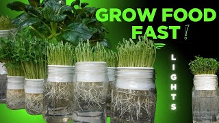 Grow Food Fast, Lighting Secrets Revealed 📱