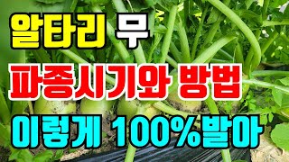 알타리무 총각무 파종시기와 방법 이렇게만하면 발아100%