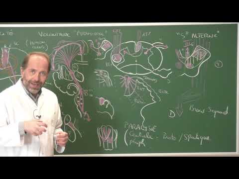 Neuroanatomie 12 : Voies motrices (neuroanatomie systématisation)