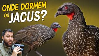ONDE as AVES DORMEM de NOITE?