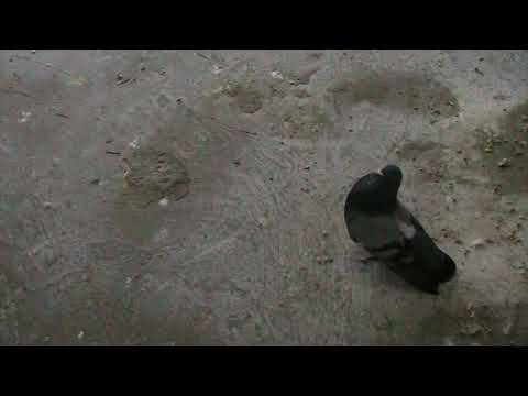 Palomo "El 25" hijo del Bebe de Carlos en Cevillano.