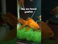 ️Big Size Fantail Goldfish Aquarium Shorts Short Aquarium Goldfish Aquariumfish Viral Fish