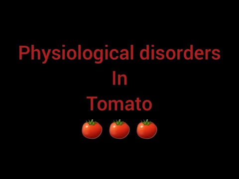 Physiological Disorders in Tomato | CAT FACE FRUIT | FACTS FRIDAY | Enjoy & Learn with Shalvi