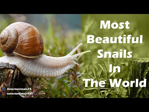 Most Beautiful Snails In The World