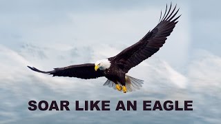 How An Eagle Tackles A Storm?