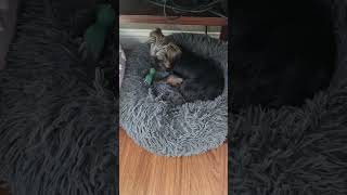 Video preview image #1 Mutt Puppy For Sale in St. Louis Park, MN, USA