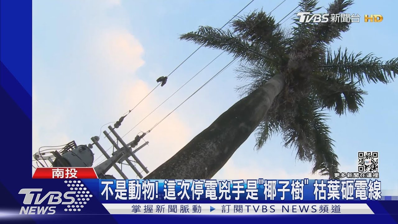 不是動物!這次停電兇手是「椰子樹」 枯葉砸電線