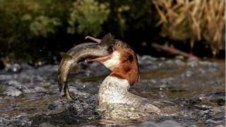 AIR ON A SIX STRING - OSCAR CASTRO NEVES