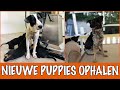3 SCHATTIGE PUPPIES ZIJN OP ZOEK NAAR EEN NIEUWE HUIS | DierenpraatTV