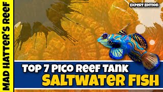 Top 7 Pico Reef Tank Saltwater Fish