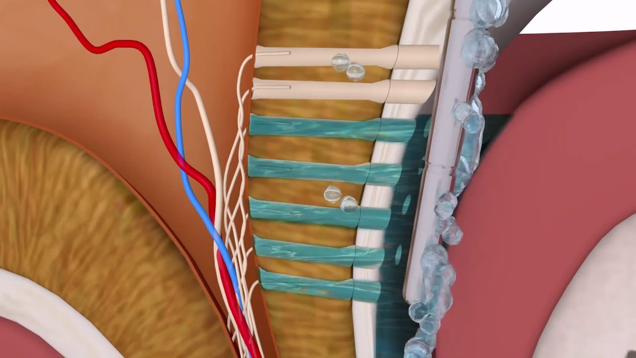 Vector Fluid polish - The liquid enamel