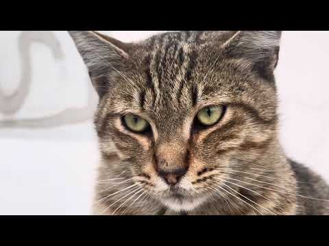 Üntel'in tekir kedileri :) 12 Kasım 2025