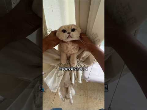 I Scolded My Cat And She Jumped Off The Roof In Anger