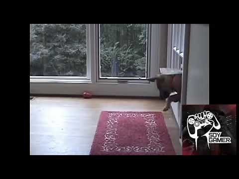 Videos de risa de perros (heriberto pro)