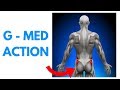 Your UPPER Butt Muscle - Gluteus Medius Action