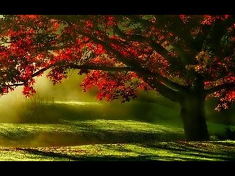 Frédéric Chopin ~ Prelude in E Minor