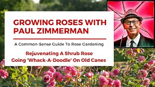 Taking Out Old Canes On a Rose