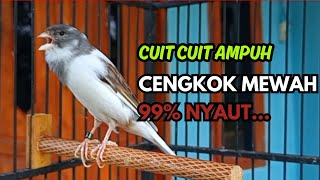 Download lagu KENARI GACOR  Cuit CUIT BIRAHI SUARA Kenari MASTERAN TERBAIK UNTUK PANCINGAN & MASTERAN Kenari PAUD mp3