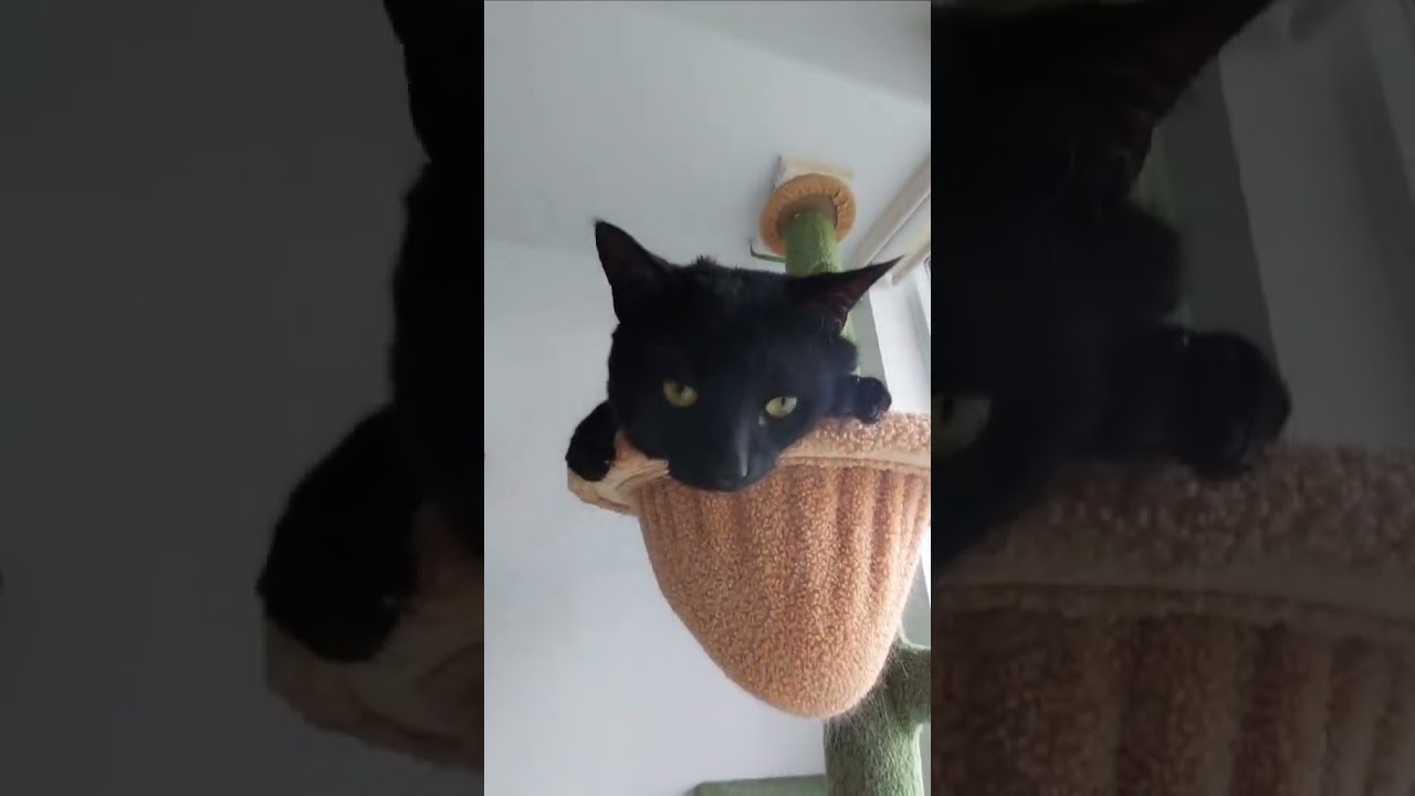Ty, a Adoptable Domestic Short Hair in Etobicoke, ON video 5/5