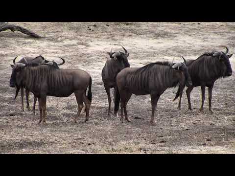 Djuma: Wildebeest herd - 07:38 - 10/20/18