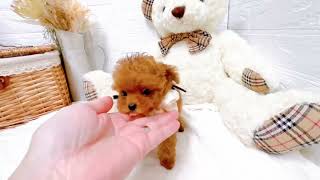 タイニープードルの動画01