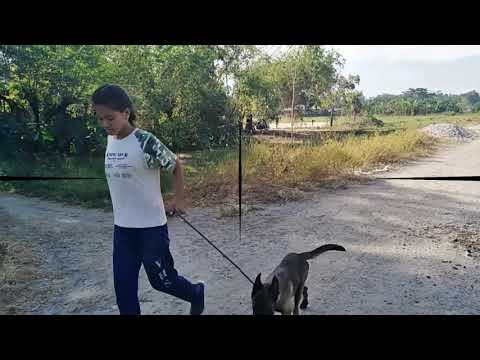 Belgian Malinois Recreational Activity with Ranger #Belgian #malinois