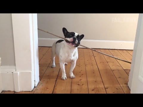 Try Not to Laugh 😍 Funny Animal Fails 2018  Funny Animals Compilation