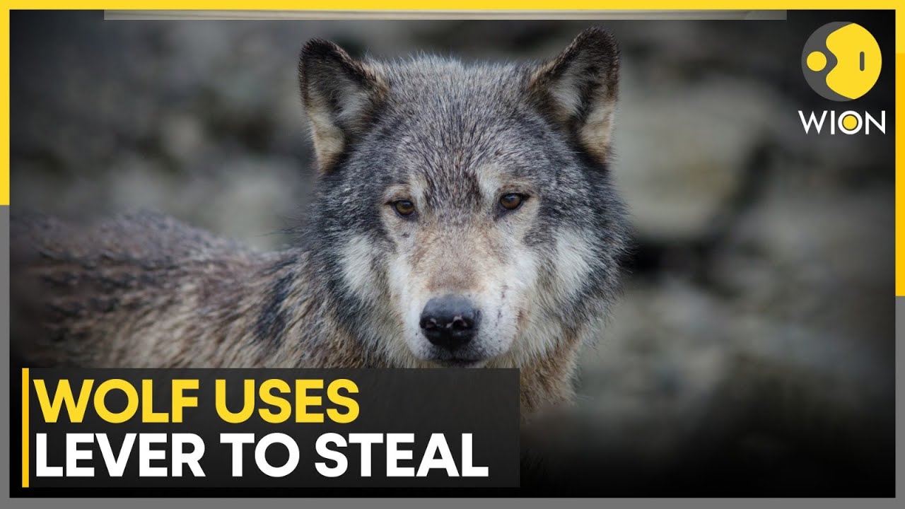 Watch a Wolf Outsmart Crab Traps With Clever Trick | WION
