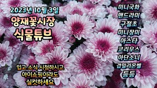 추석연휴 지난 꽃시장에는 어떤 식물들이 입고 되었는지 함께 보러가시죠~~~  23년 10월 3일  식물튜브 …