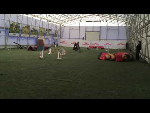 bearded collie Leo A3, Agility course 2, 24.03.2019 Maardu