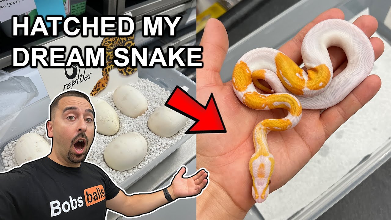 HATCHING MY DREAM BALL PYTHON! DREAMSICLE COMBOS! Amazing snakes! #reptiles #ballpython #pets #snake
