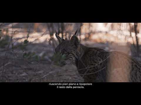 Habitat II (documentario)