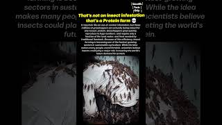Download lagu Rare look at how protein is harvested in farm π mp3 Download lagu Rare look at how protein is harvested in farm π mp3