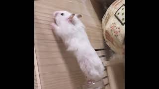 脱走失敗ハムスター