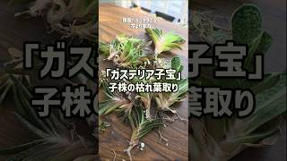ベランダタニラー花より多肉🪴ガステリア子宝の子株を大量に取ったので子株についている枯れ葉を取りました!