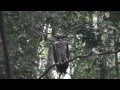 Forest Eagle Owl Tropical Jungle Photography