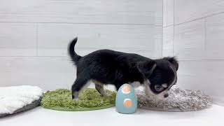 チワワ(ロング)の動画01