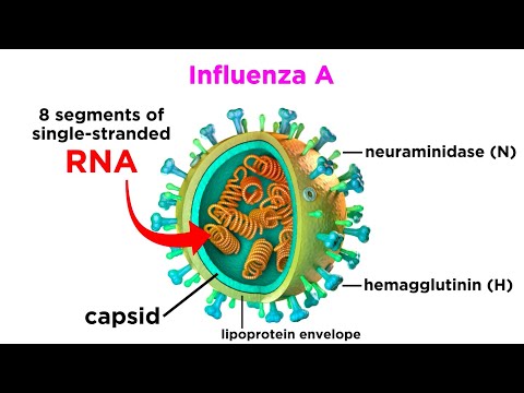 Influenza (The Flu)