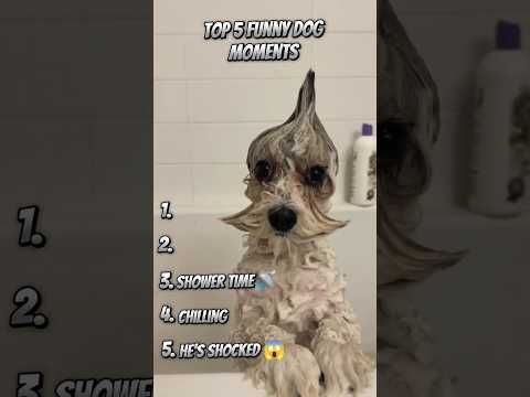Ranking Funny Dog Videos! #funny #dog #shorts