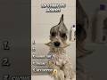 Ranking Funny Dog Videos Funny Dog Shorts