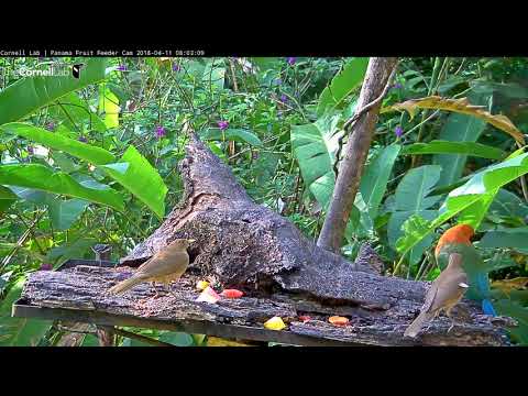 Rufous Motmot Pair Sample Fruit – April 11, 2018
