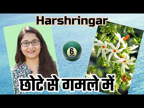 🔴HARSHRINGAR ROOT PRUNING PARIJAT, NIGHT JASMINE हारश्रिंगार पारिजात #gardening #harshringar #plant