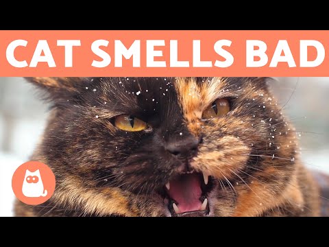 My CAT SMELLS VERY BAD ‍ (Why and What to Do)