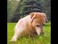 Unconditional Love Between Different Animals