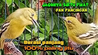 Download lagu Suara sirtu betina jantan ribut saut sautan,100%ampuh untuk pikat dan pancingan semua jenis sirpu mp3