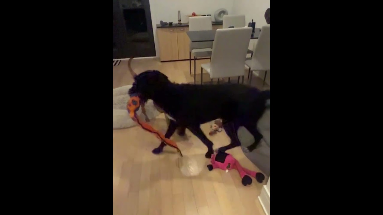 Enlarge Tobias, a Adopted mixed breed in Chicago, IL video 2/6
