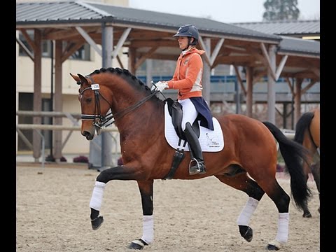 Stallion Antango   Show St Lo 2017