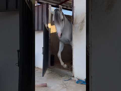 The wild horse 🐎 escaped from the stable #funny #comedy v4