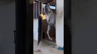 The wild horse  escaped from the stable funny comedy v4