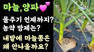 마늘&양파????(질문답글)물주기 언제까지? 농약방제 언제까지? 내밭에 마늘쫑은 왜 안나올까요?